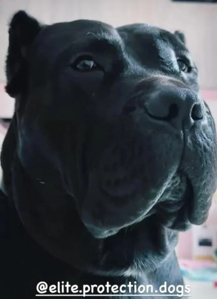 太陽報(bào):盧卡斯-埃爾南德斯家的大狗嚇退劫匪,保護(hù)了球員未婚妻